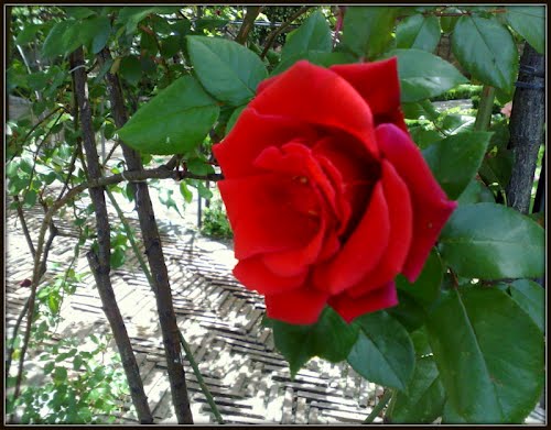 Роза Principe de Anglona