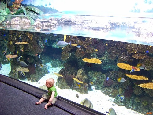 Внутри аквариума Барселоны